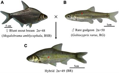 A New Type of Allodiploid Hybrids Derived From Female Megalobrama amblycephala × Male Gobiocypris rarus